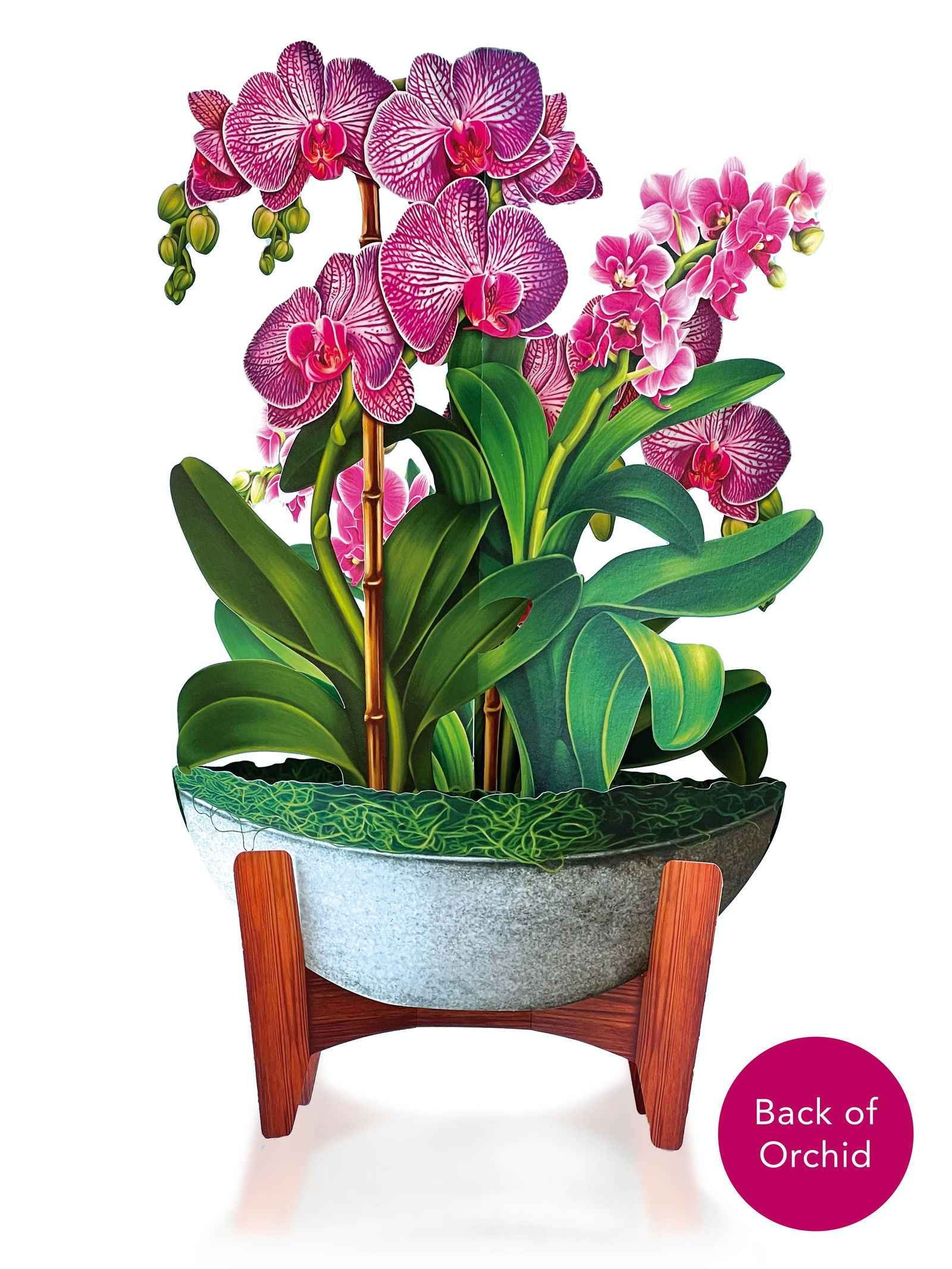 Orchid Oasis Greeting Card by FreshCut Paper LLC