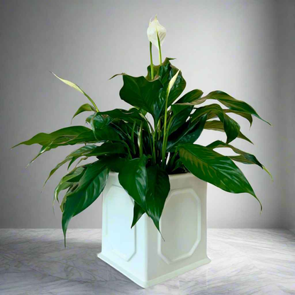 Peace Lily (Spathiphyllum) in Decorative Planter