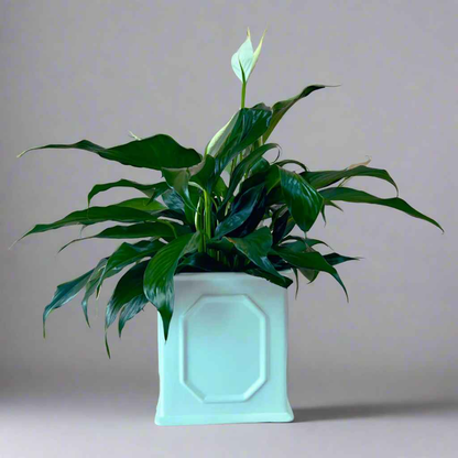 Peace Lily (Spathiphyllum) in Decorative Planter