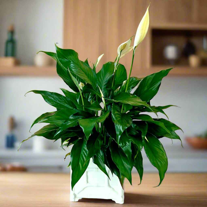 Peace Lily (Spathiphyllum) in Decorative Planter