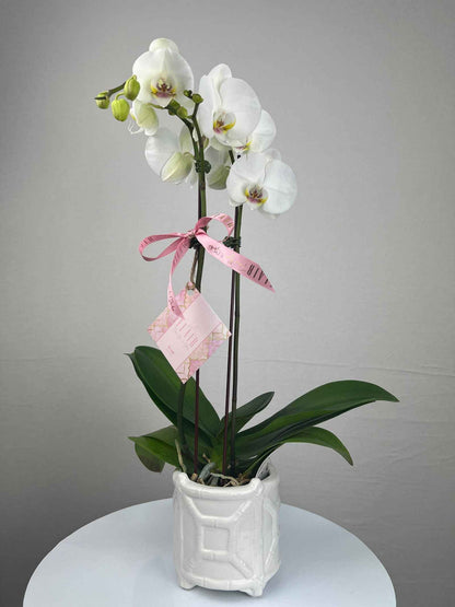 Phalaenopsis Orchid-Double Spike in Decorative Pot