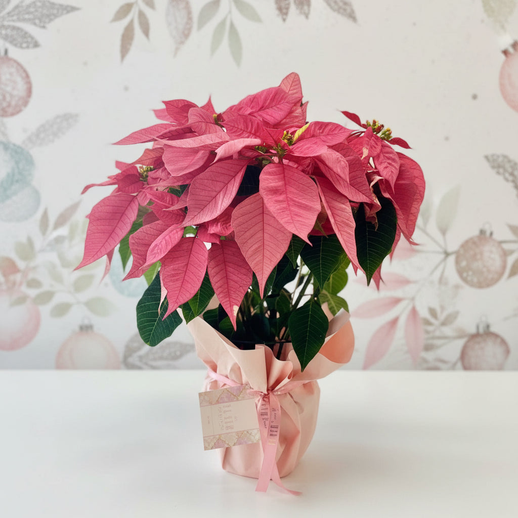 Fresh Poinsettia Plant