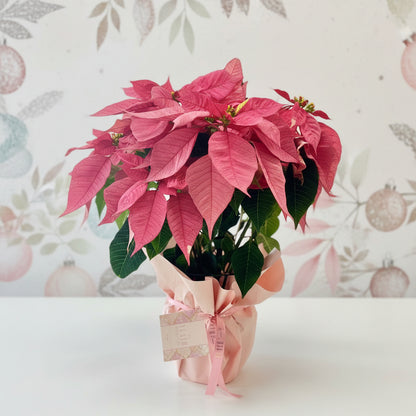 Fresh Poinsettia Plant