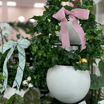 Potted Ivy Ring Wreath - Flair Flower Bar & Studio