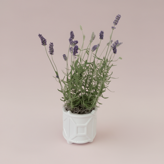 Potted Lavender in White Chinoiserie Ceramic Pot – 4” Fresh Plant