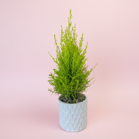 Potted Lemon Cypress Tree in White Ceramic Pot – 4” Fresh Plant