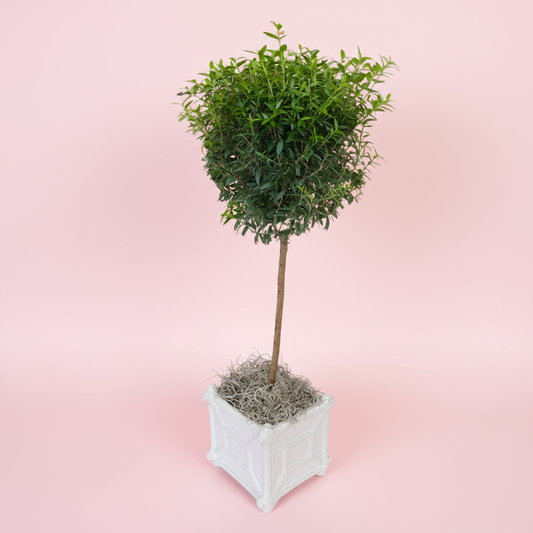 Myrtle Single Ball Topiary in White Chinoiserie Ceramic Pot – Fresh Potted Tree