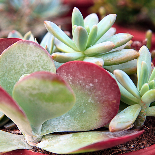 Small Succulent Garden in Ceramic Pot