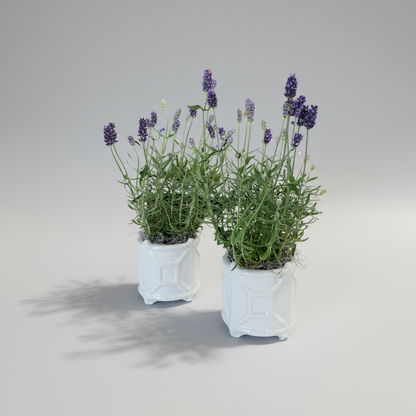 Potted Lavender in White Chinoiserie Ceramic Pot – 4” Fresh Plant