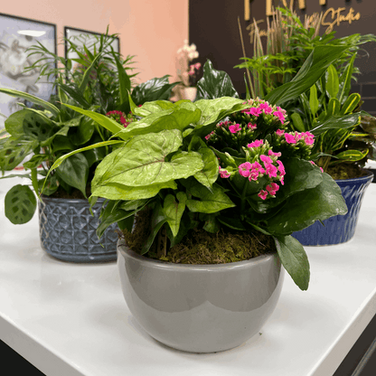 European Ceramic Dish Garden